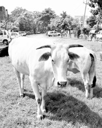 Stray cattle bask under the sun at a park