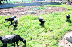 The dried-up cattle pond with wild grass