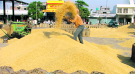 A worker winnows paddy at Dana Mandi in Ludhiana on Monday.
