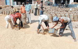 Labourers filling the gunny bags with the paddy procured in the Bathinda grain market on Tuesday