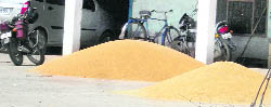 Mounds of bajra in Jinds grain market.  