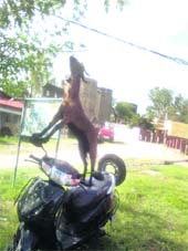  A goat tries to eat leaves by standing  on a two-wheeler in Nurpur. 