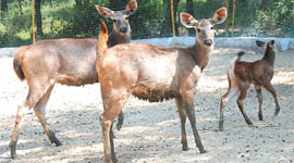 Fodder for the deer arrives late leaving the animals hungry. 
