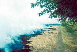 Paddy stubble being burnt in the fields near Bathinda on Wednesday. 
