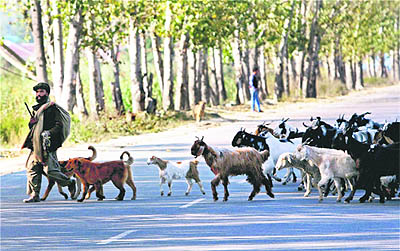 A nomad leads a herd of goats in Srinagar on Wednesday.
