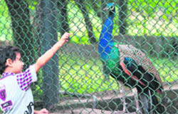 A child enjoys at Deer Park in the Manda area in Jammu.