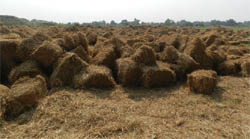 Bundles of paddy stubble at a bio-fuel collection centre at Jandwala Kharta village in Fazilka. 