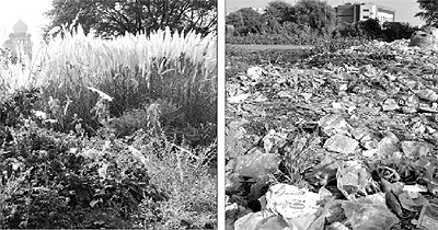 Wild growth; and (right) heaps of garbage at Sector 69 in Mohali.