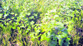 Paddy and cotton crops grown in the same field at Julani village in Jind district.