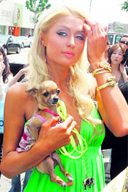 The fashion-accessory dogs, apparently popularised by celebrity icons like Paris Hilton, are reportedly being dumped at animal shelters