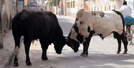 Stray cattle slug it out on a street in Bathinda.