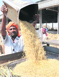 A worker busy cleaning paddy in New Grain Market in Karnal on Saturday. Paddy arrival is in full swing in the market