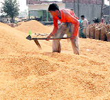 A labourer at a grain market in Jalandhar.