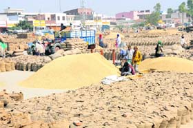 Workers busy packing paddy at Karnals Grain Market. Paddy arrival is in full swing in the market. 
