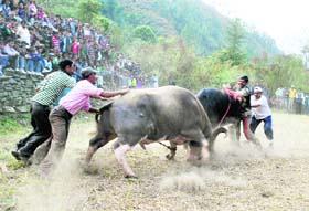 A bullfight in progress during a traditional fair at Bhont near Shimla on Monday.