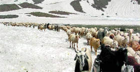 A flock of sheep and goats crosses over a snow-capped mountain range.