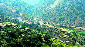 Green cover at Juttar and Majra villages in Chamba district. Photo by writer
