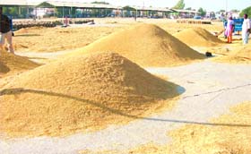 Heaps of 1121 variety of Basmati paddy await procurement in the Fazilka grain market