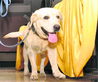 Sniffer canine, Dhoni, at the PCA Stadium 