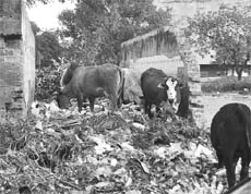 Garbage strewn near Bassi Threatre in Phase II, Mohali on Wednesday. 