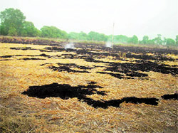 A file photo of paddy straw being burnt in fields of a Fatehabad village