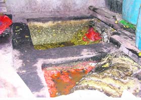 Fungus-infested pickle being stored in cemented pits at a godown