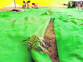 Saplings damaged after a carpet was rolled out on the ground for an upcoming function at the Government College for Women in Ludhiana on Thursday. 