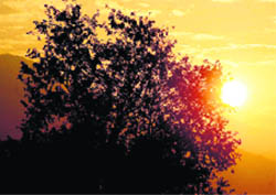 The sunrise captured by Tribune photographer Anil P Rawat in Dehradun 