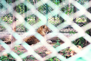 A leopard takes rest at Deer Park in Manda Hills in Jammu. 
