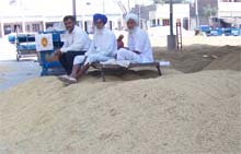 The farmers sitting on a heap of basmati 1121 variety of paddy awaiting procurement. 