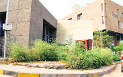 Wild growth of weeds on the premises of a hospital in Amritsar. 