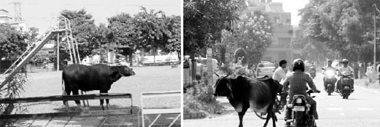 With the authorities failing to check cattle menace, the animals can be seen entering parks and roaming on roads posing a threat to residents.