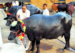 Dairy farm owner Rajeev Khurana engaged in traditional decoration of his 