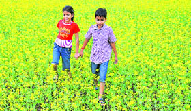 Children enjoy walking through a mustard field in the Billawar area of Kathua district.