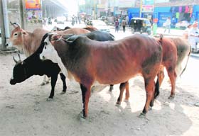 Stray cattle roam on the road under the Zirakpur flyover