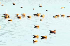 Migratory birds have started arriving in the Asan Wetland on the Himachal Pradesh-Uttarakhand border in Dehradun district