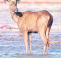 A deer which got stuck in the Ganga canal in Haridwar on Saturday.