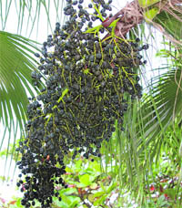 Tests done on acai berries showed that these are no more beneficial than everyday foods 