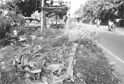 Wild growth of weed in a residential area at Phase IIIB2 of Mohali. 