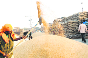 A labourer piles up paddy at the grain market in Sector 39 of Chandigarh on Sunday. According to an FCI official, six lakh bags of paddy have landed here so far, with more likely to arrive from nearby villages in Punjab. 