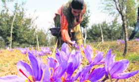 A Kashmiri woman plucks saffron flowers from her field at Pampore in Srinagar on Sunday.