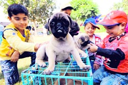 Chidren play with a Pug at the Dog Show in GADVASU, Ludhiana. on Sunday