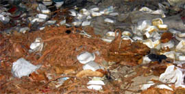 The Patel Park in Abohar is being used as a garbage dumping point.