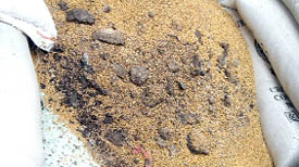 Rotten wheat that was supplied to a fair price shop in Abohar for distribution under the Atta-Dal Scheme;