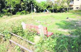 Wild grass grows at a park in Sector 34 in Chandigarh.