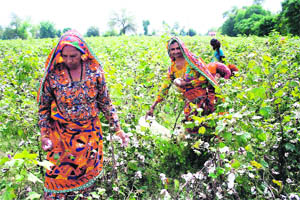 Women pick cotton at a field in Hisar. 