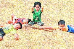 Children play with maize crop at Sakoh village near Dharamsala.