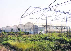 A view of the green house at Asias largest citrus nursery in Jalandhar