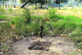 The saplings planted by the forest department at SCD Government College