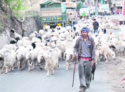 A tribesman on a journey with his sheep. 